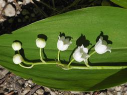 Lily Of The Valley Leaf White