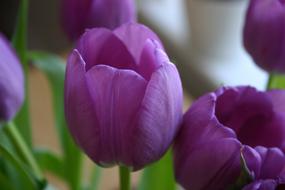 Tulip Flower Purple