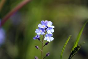 blue Violet Flower in Meadow