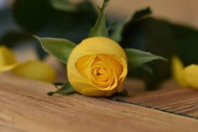 yellow roses on a wooden table