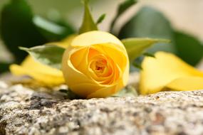 yellow Rose Flower on stone