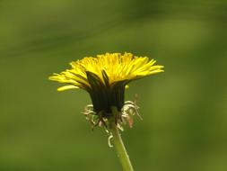 Dandelion Blossom Bloom