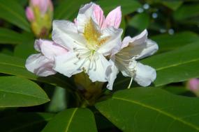 Flowers Rhododendrons Bush