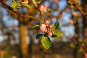 Blossom Bloom Apple Tree