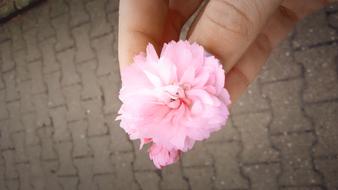 Pink Flower Summer in hand