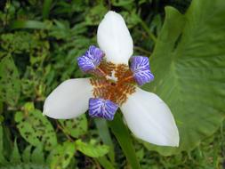 Iris Flower Sun Ming Shan in garden