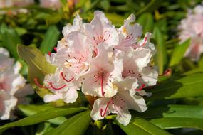 Flowers Rhododendrons Bush