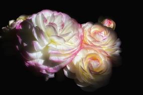 Close-up of the beautiful and colorful, blossoming Ranunculus flowers in light, among the darkness