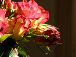 bouquet of wilting roses close up