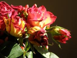 Rose Bouquet Flowers
