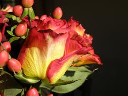 bouquet of roses on a black background