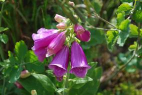 Foxglove Digitalis Purpurea Flowers
