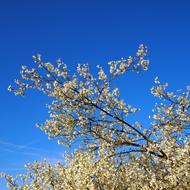 BlossomBranch tree at Blue Sky