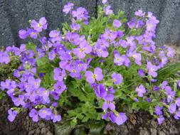 Sea Of Flowers Blutenmeer at garden