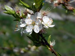 Branch white Flowers