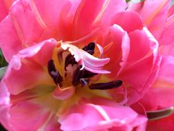 Tulip Cerise Flower