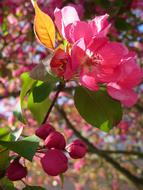 Blossoms on Tree at Spring