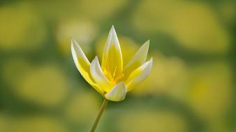 Star Tulip Flower Blossom macro photo