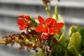 small Red Flowers at garden