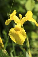 Yellow Iris Flower petals