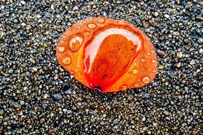 poppy petal in a drop of water