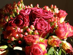 large bouquet of dark pink roses close up