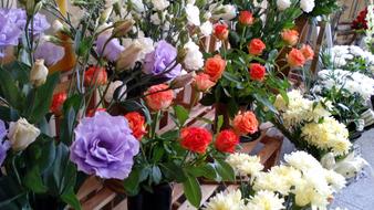 Flower Shop Rose