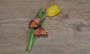 brown butterfly and yellow tulip