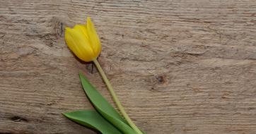 yellow tulip on wooden surface