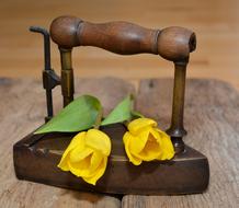 Close-up of the beautiful, yellow tulip flowers with green leaves, on the old, brown iron