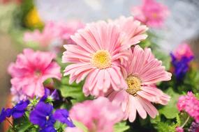 Spring Pink Flowers in Garden