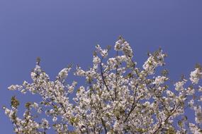 cherry tree twigs with Blossoms at sky