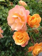 Spring Pink Orange roses close up