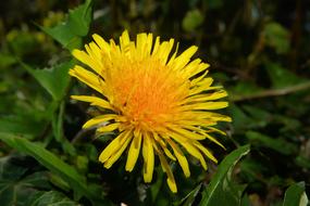 yellow dandelion in the grass in a blurred background