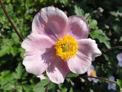 Anemone Tomentosa Robustissima close-up on blurred background