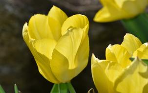 yellow Flower Tulip Blossom