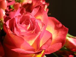 Red Rose Flower petals