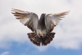wonderful Pigeon Bird