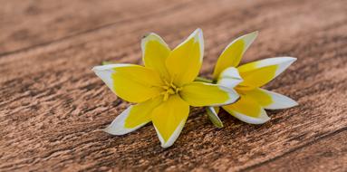 Star Tulip Small Flowers on wood