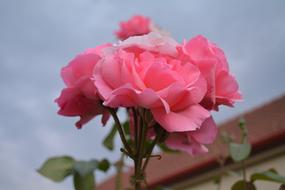 Close-up of the beautiful, pink rose flowers of different shades, with green leaves