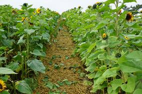 Green Sunflower Field