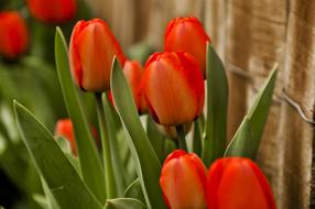 Red Tulips flowers