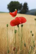 Red Poppy Flower on field