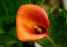 orange calla flower on blurred background