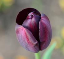 Tulip Flower