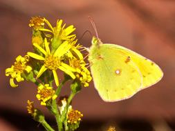 Yellow Sucking Butterfly insect