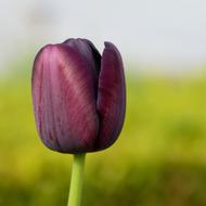 Tulip Flower