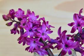 Hyacinth Flower Fragrant