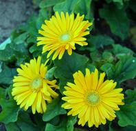 three yellow flowers in the garden