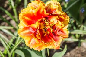 bright orange Flowers Tulip Blossom